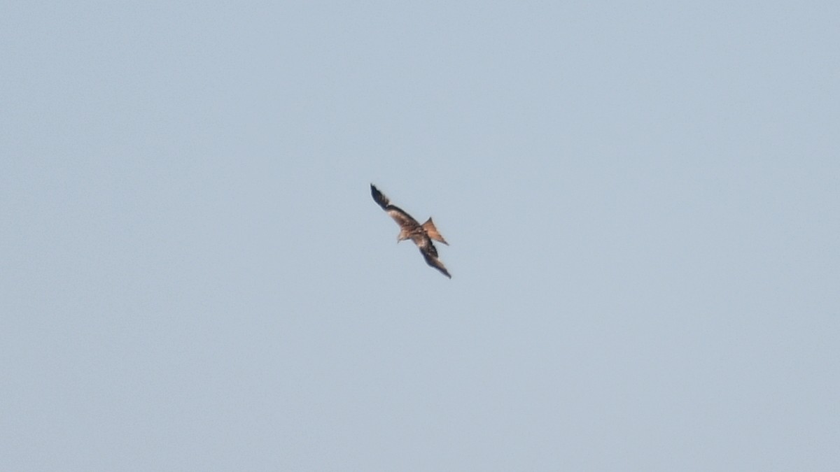 Red Kite - ML618763873