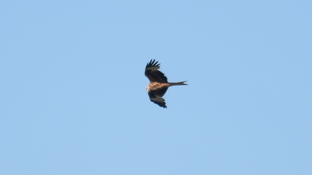 Red Kite - ML618763889