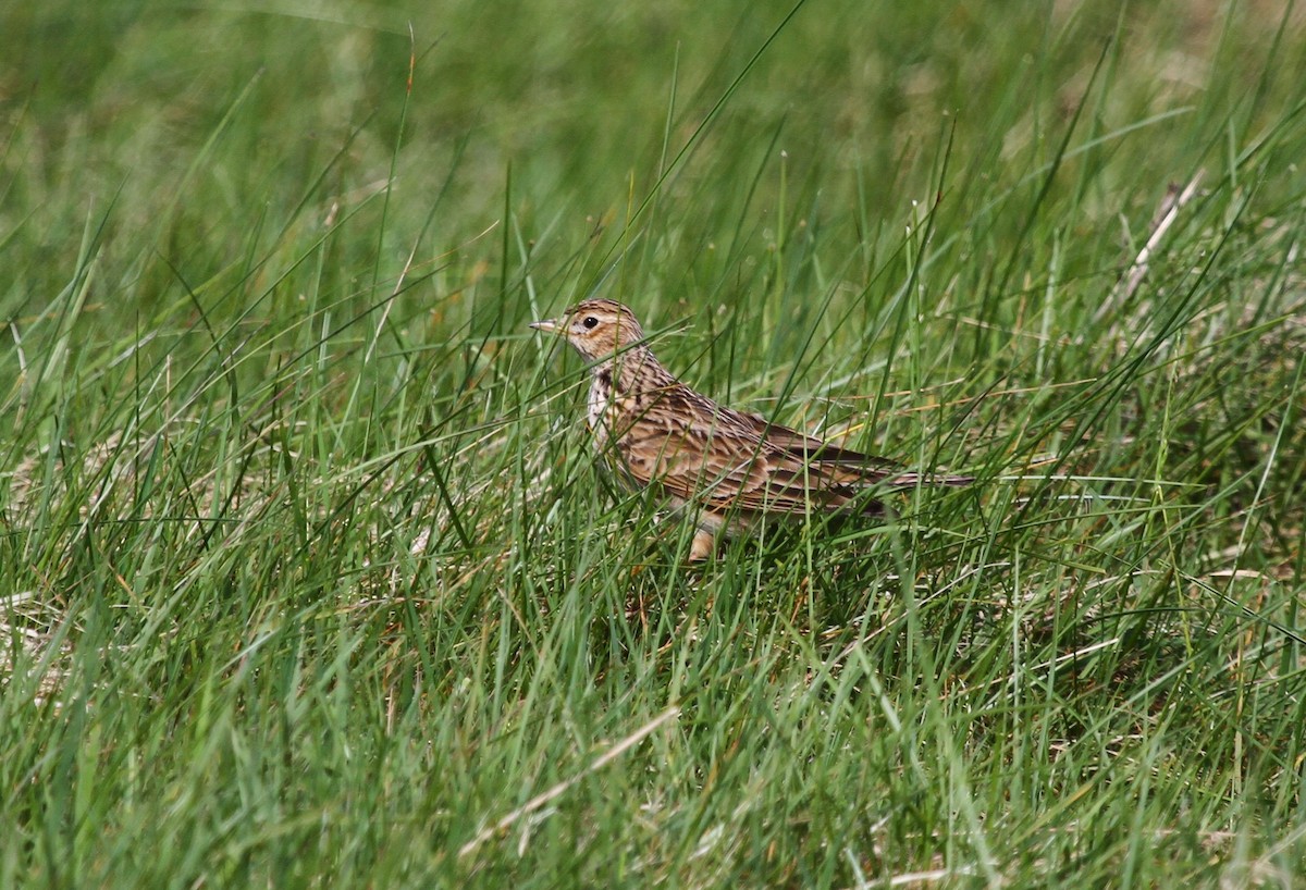 Eurasian Skylark - ML618763899