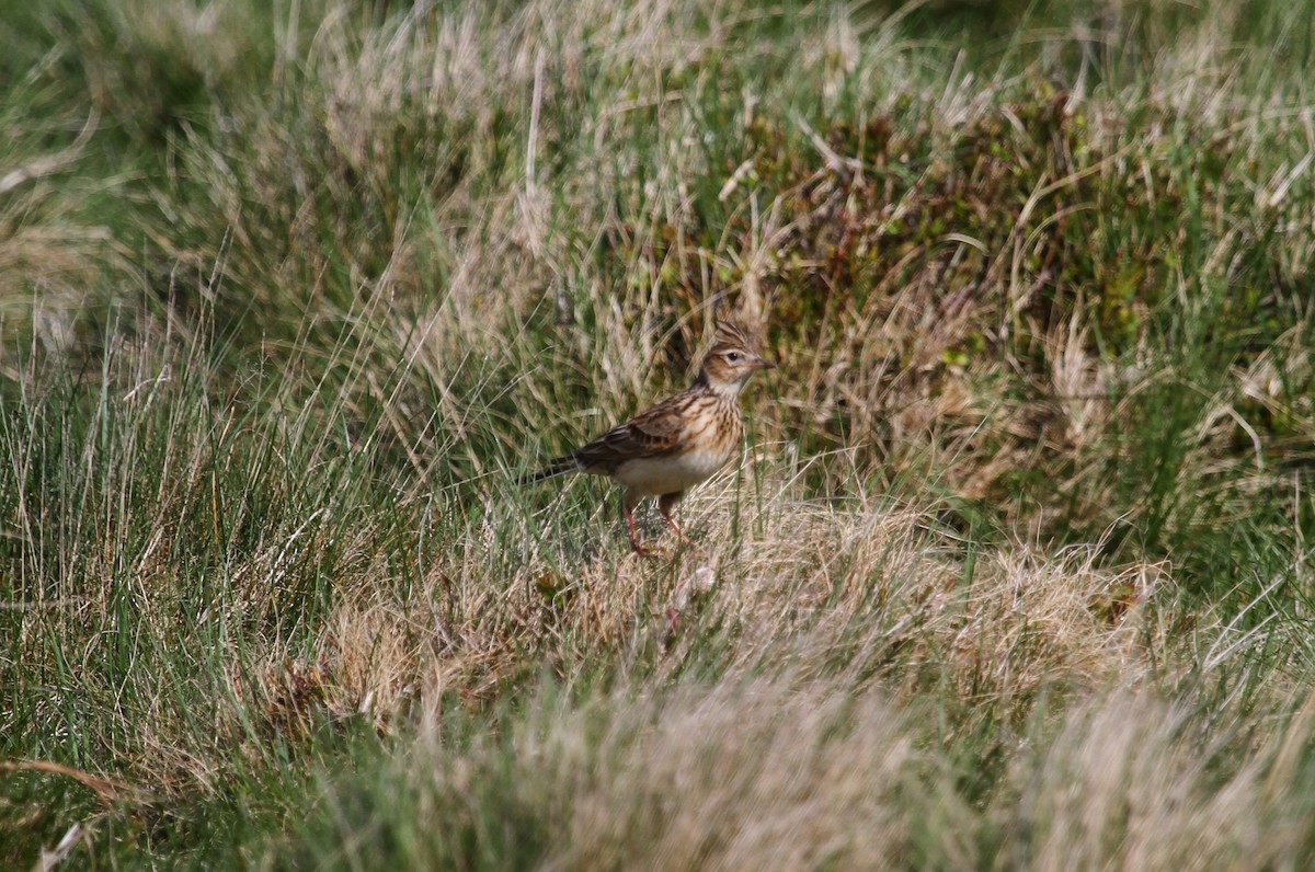 Eurasian Skylark - ML618763901