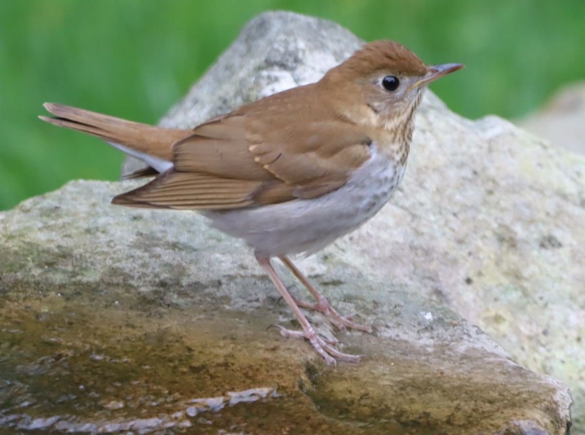 Veery - ML618763905