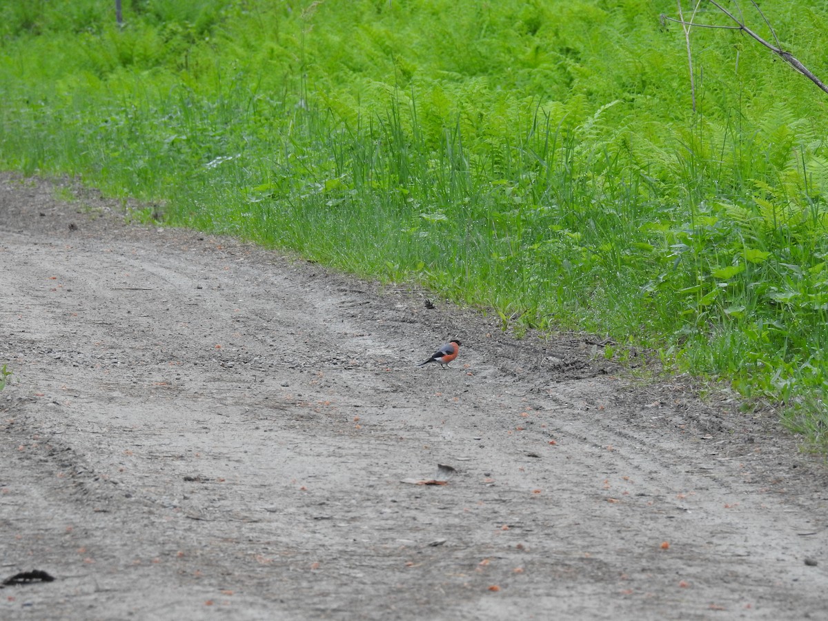 Eurasian Bullfinch - ML61876391