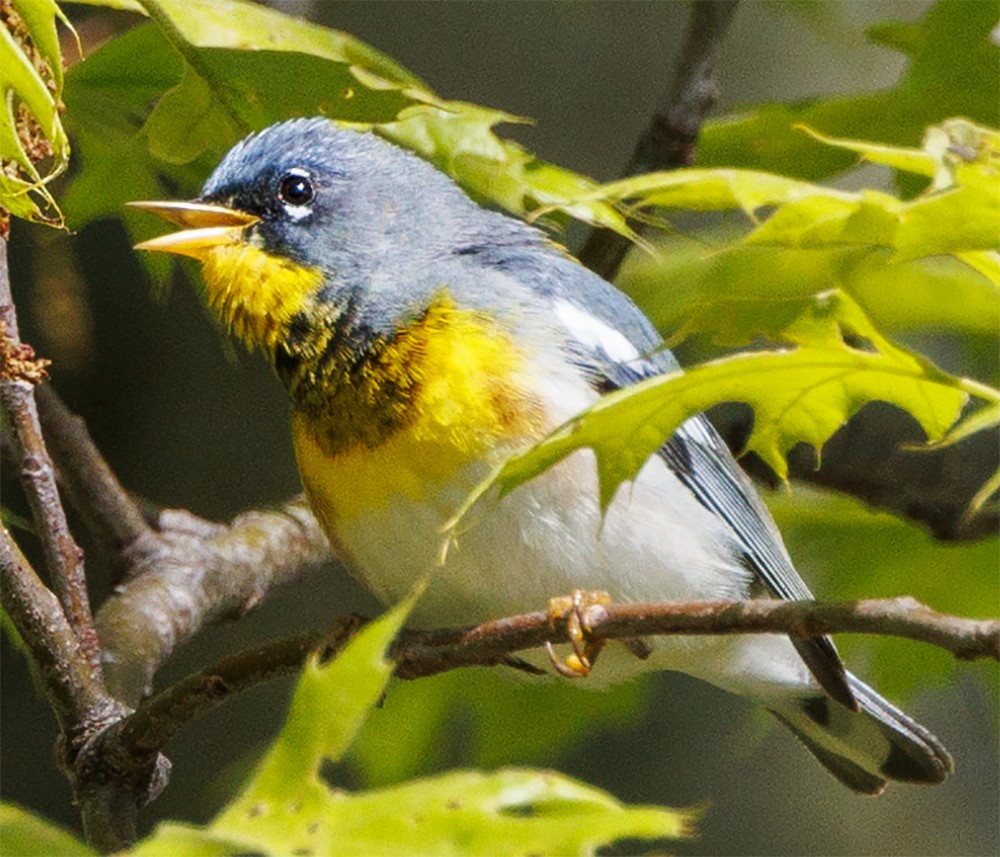 Northern Parula - ML618763928