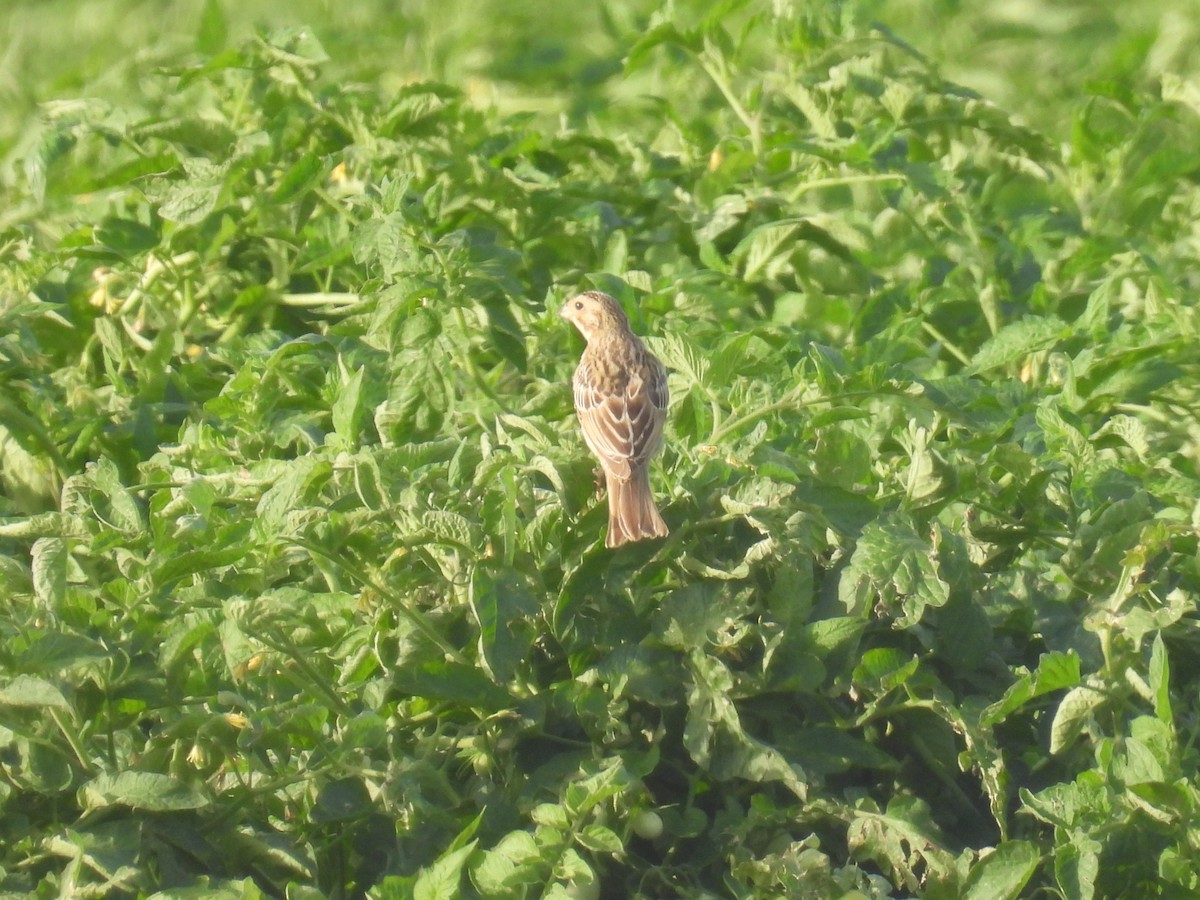 Corn Bunting - Carmel Ravid