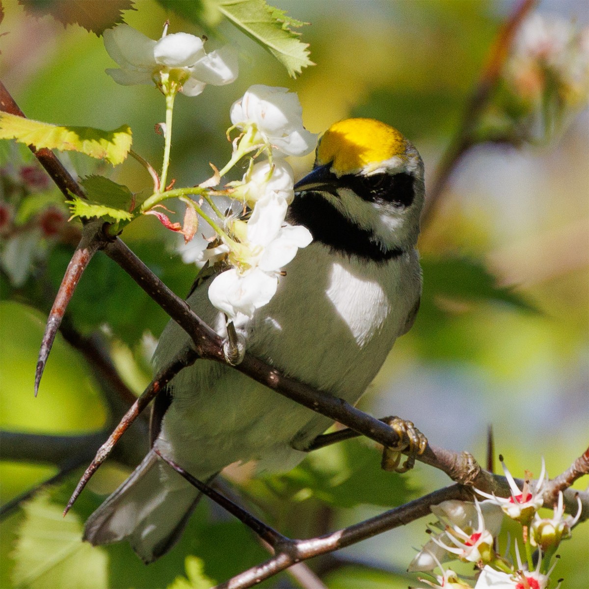 Goldflügel-Waldsänger - ML618763941