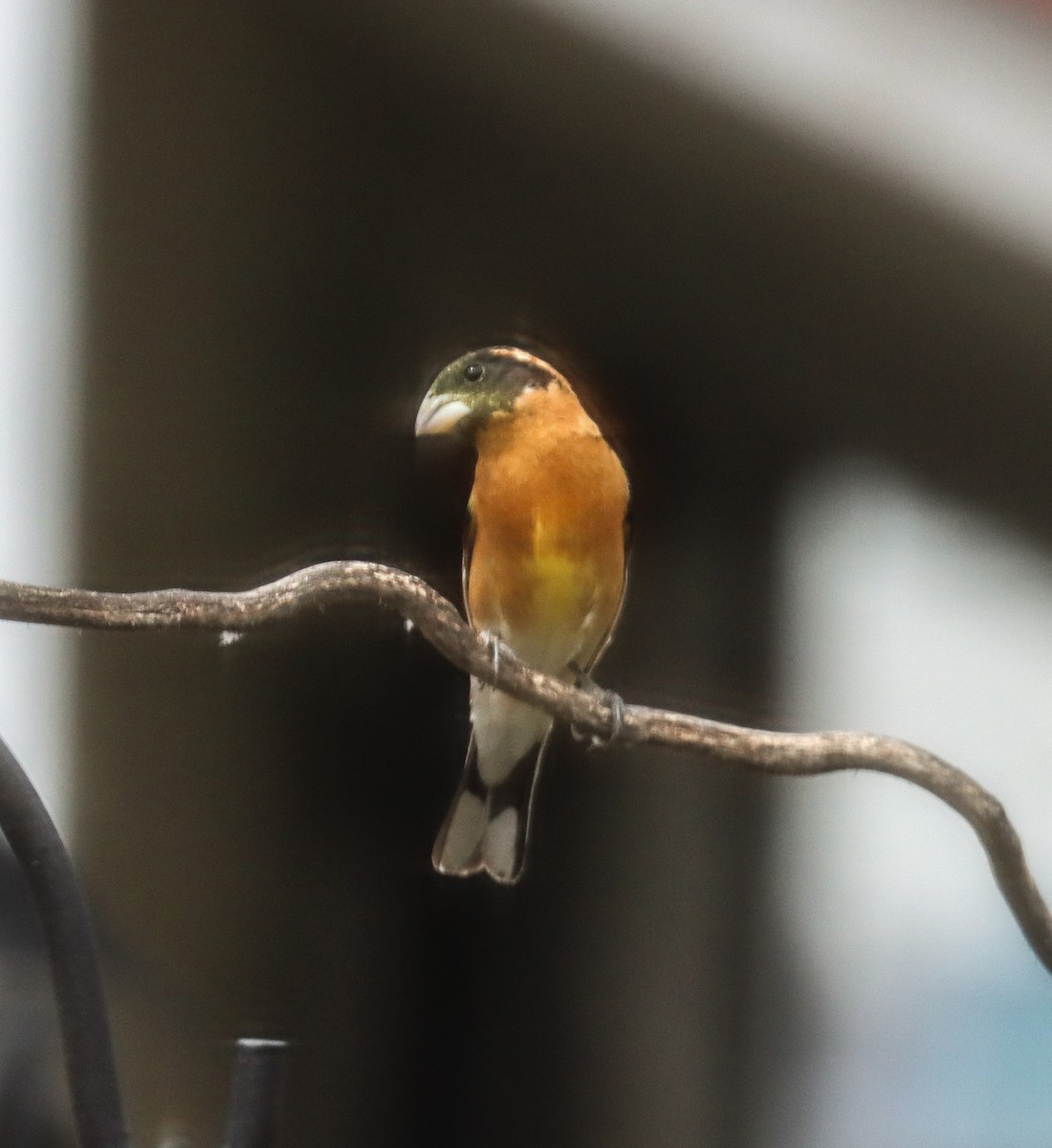 Black-headed Grosbeak - Teresa Palos