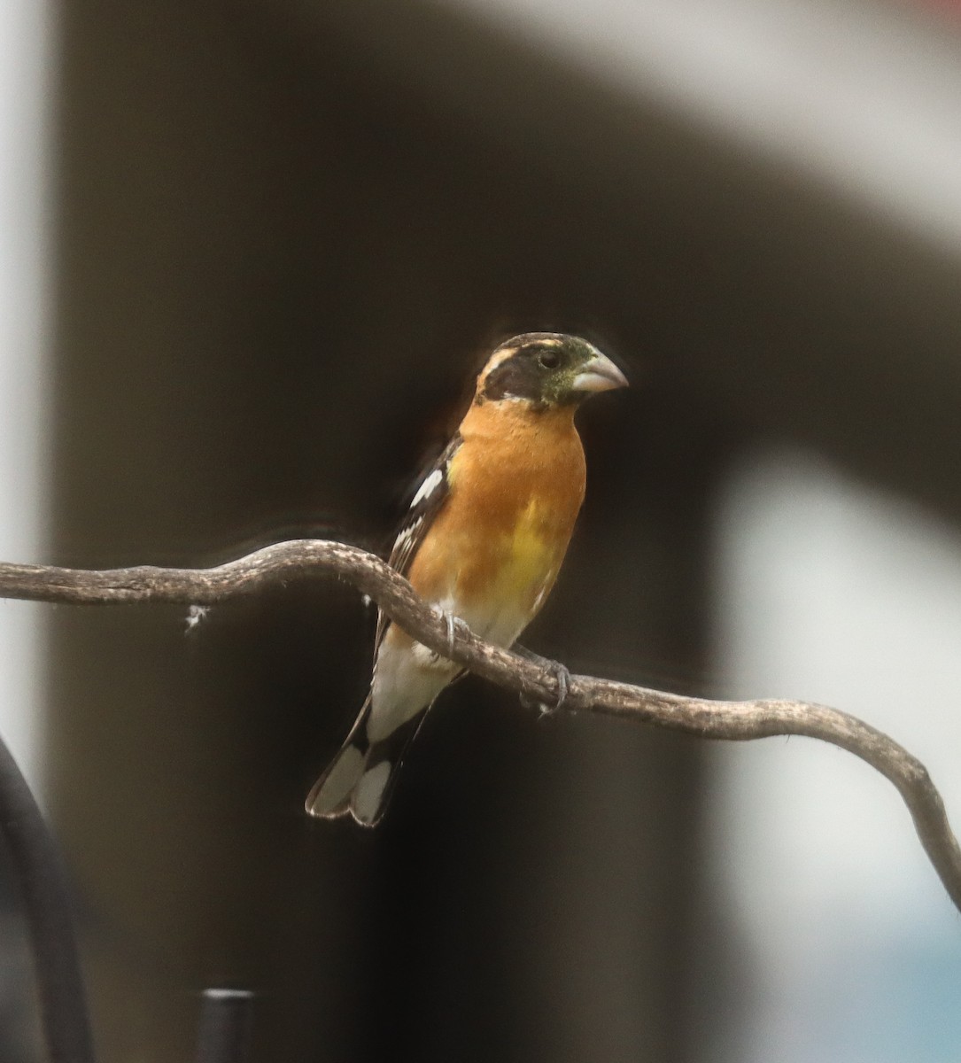 Black-headed Grosbeak - Teresa Palos