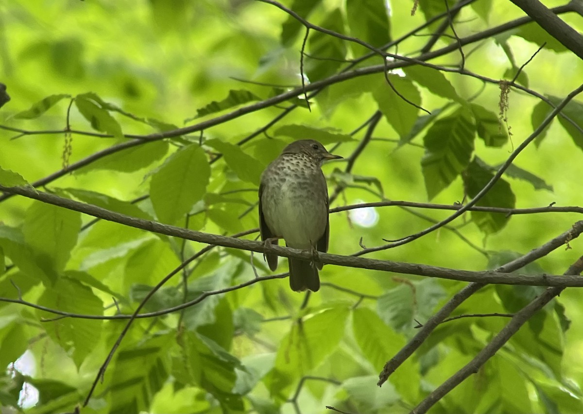 Gray-cheeked Thrush - ML618763964