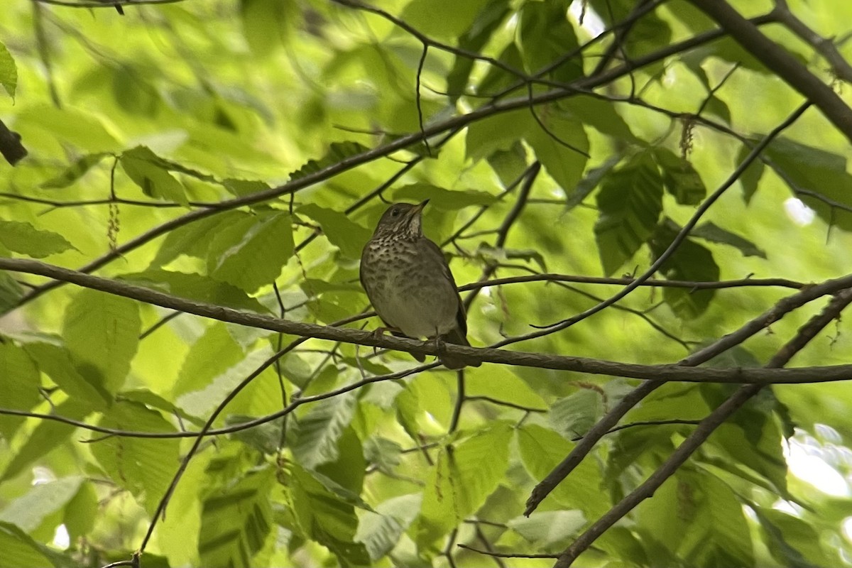 Gray-cheeked Thrush - ML618763965