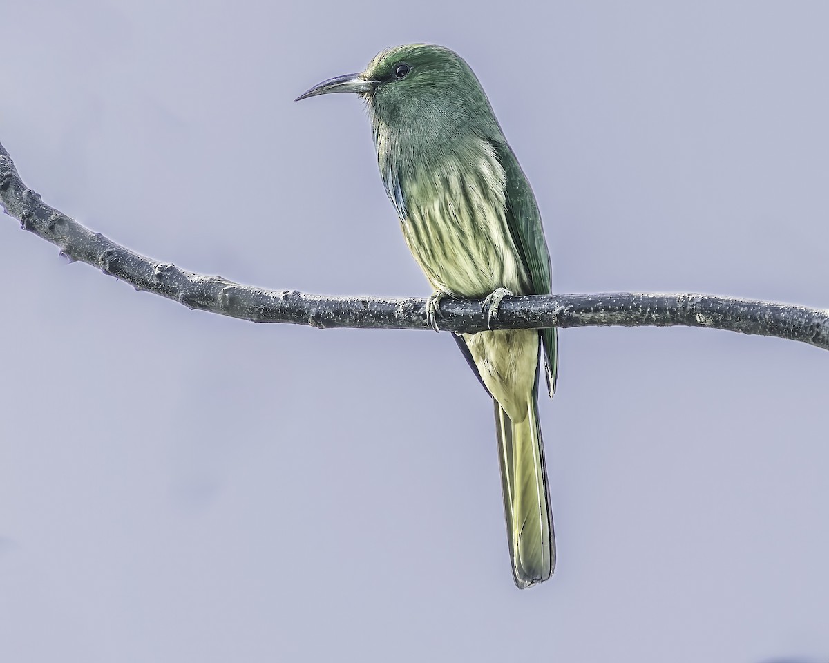 Blue-bearded Bee-eater - ML618763966