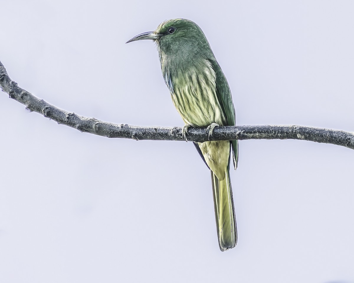 Blue-bearded Bee-eater - ML618763967