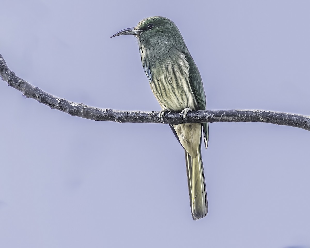 Blue-bearded Bee-eater - ML618763968