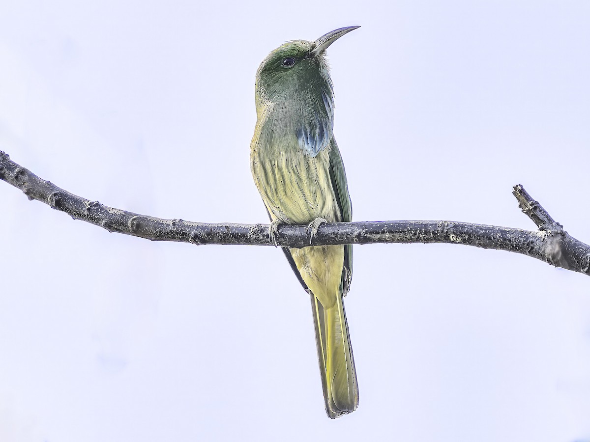 Blue-bearded Bee-eater - ML618763969