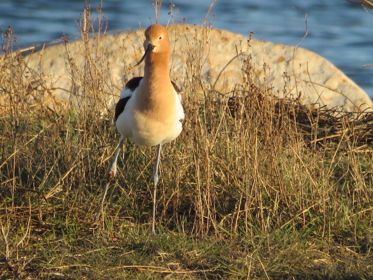 American Avocet - ML618763973