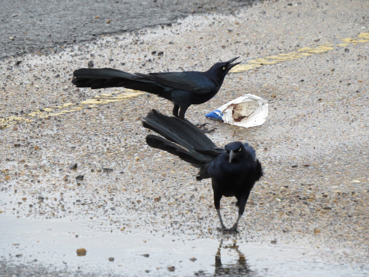 Great-tailed Grackle - ML618763977