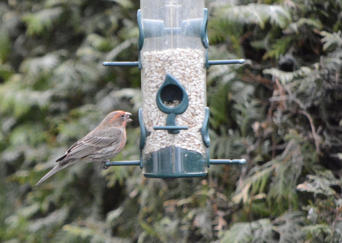 House/Purple Finch - Line Bélanger