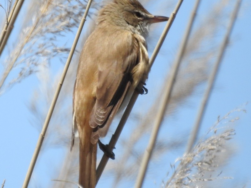 Great Reed Warbler - Süleyman Gün