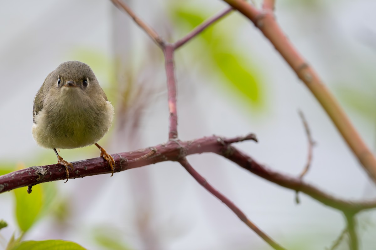 Ruby-crowned Kinglet - Martin Kaehrle