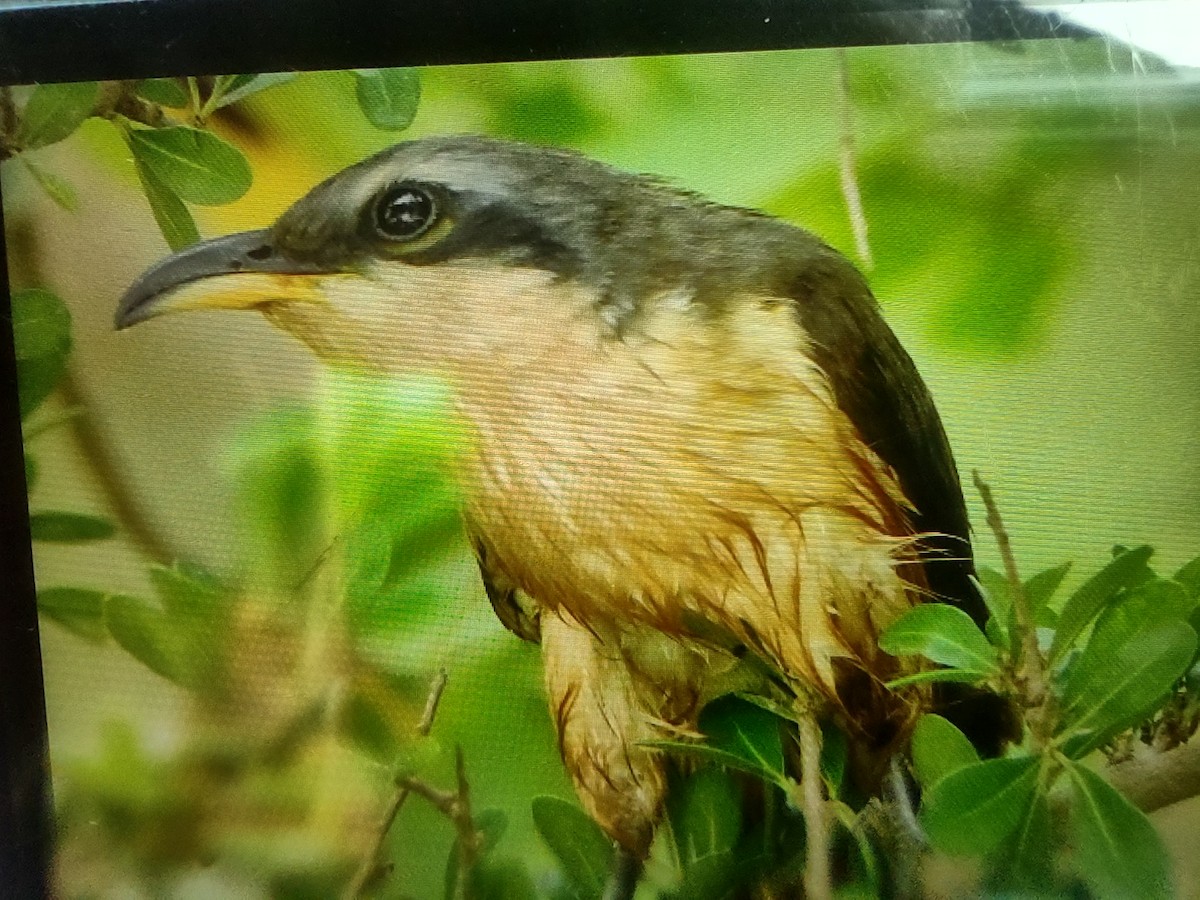 Mangrove Cuckoo - ML618764119