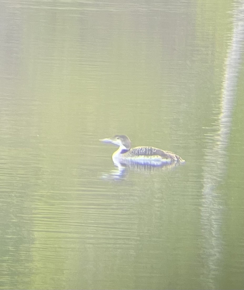 Common Loon - ML618764123