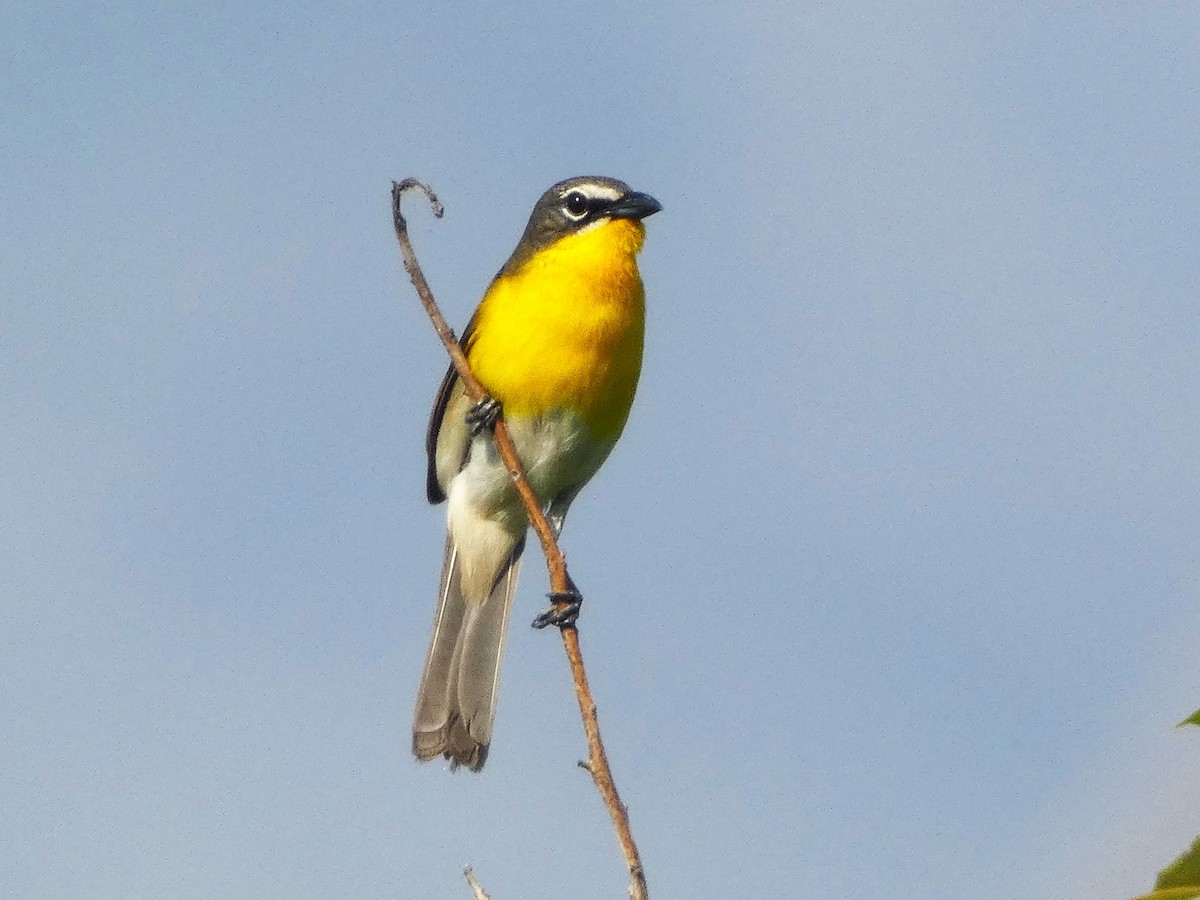 Yellow-breasted Chat - ML618764151