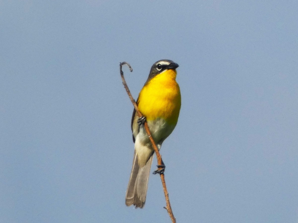 Yellow-breasted Chat - ML618764152