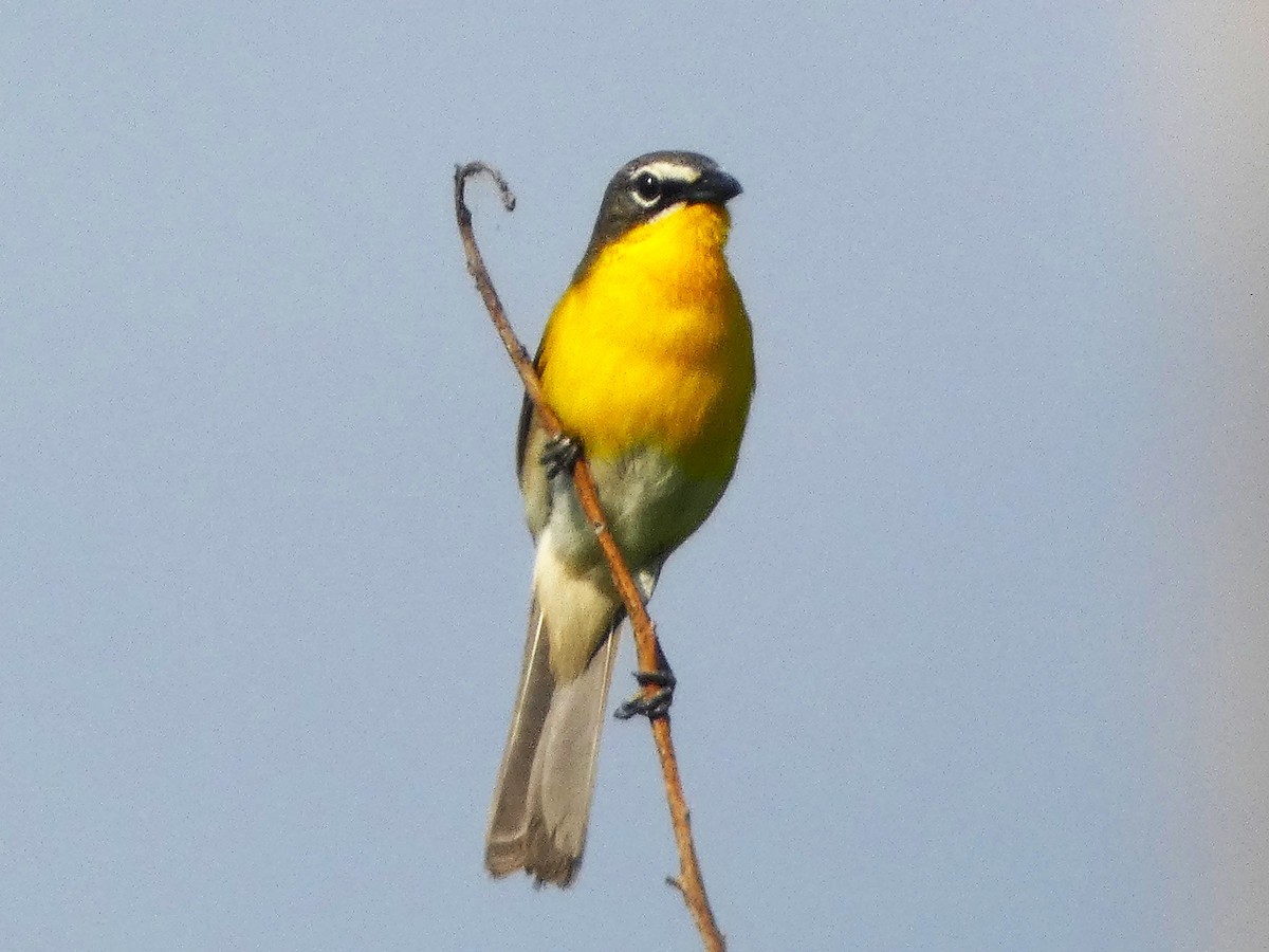 Yellow-breasted Chat - ML618764153