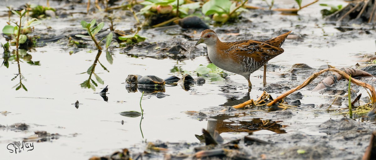 Baillon's Crake - ML618764190