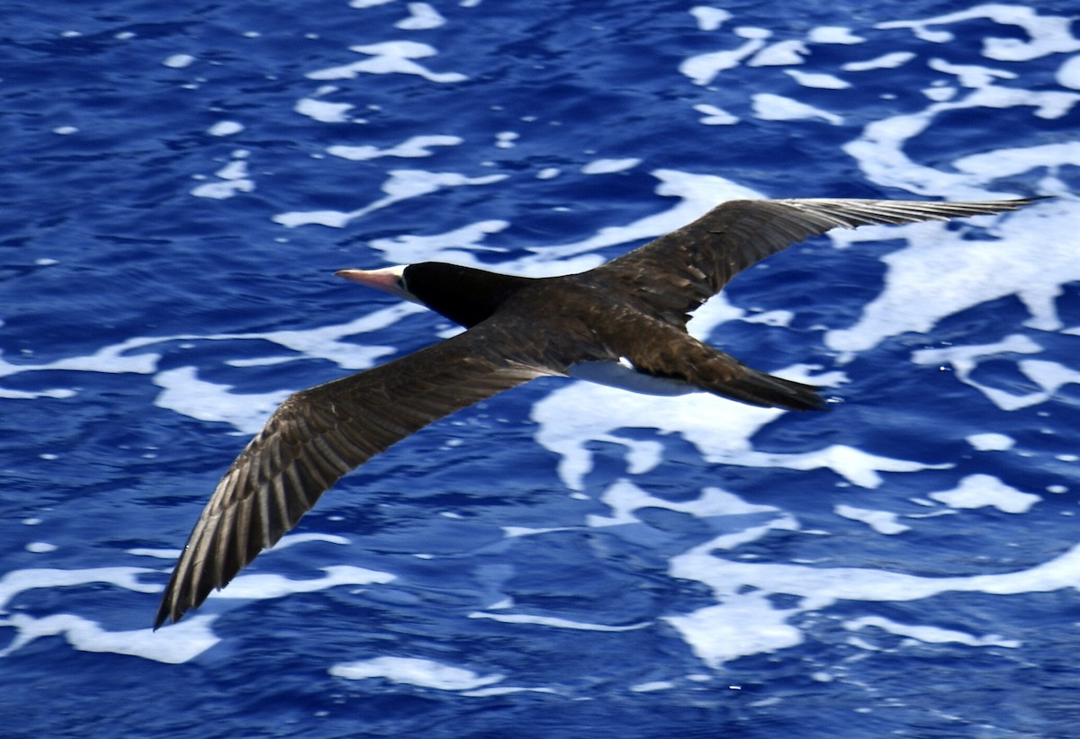 Brown Booby - Ron Sassen