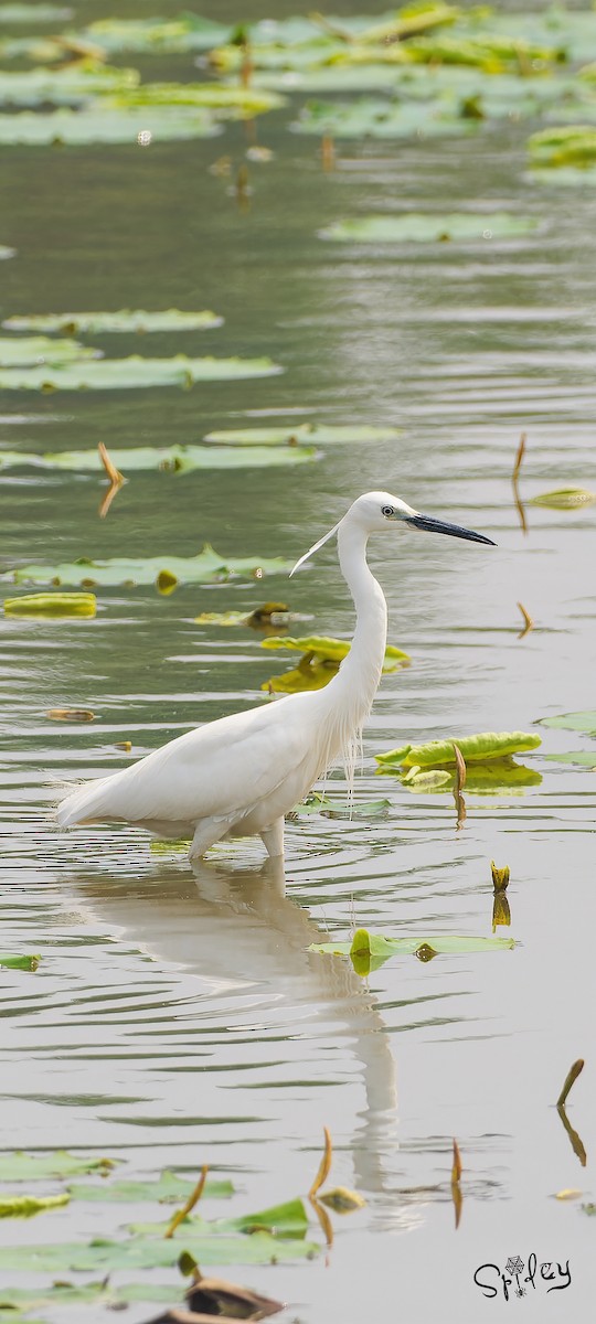 Little Egret - Xingyu Li