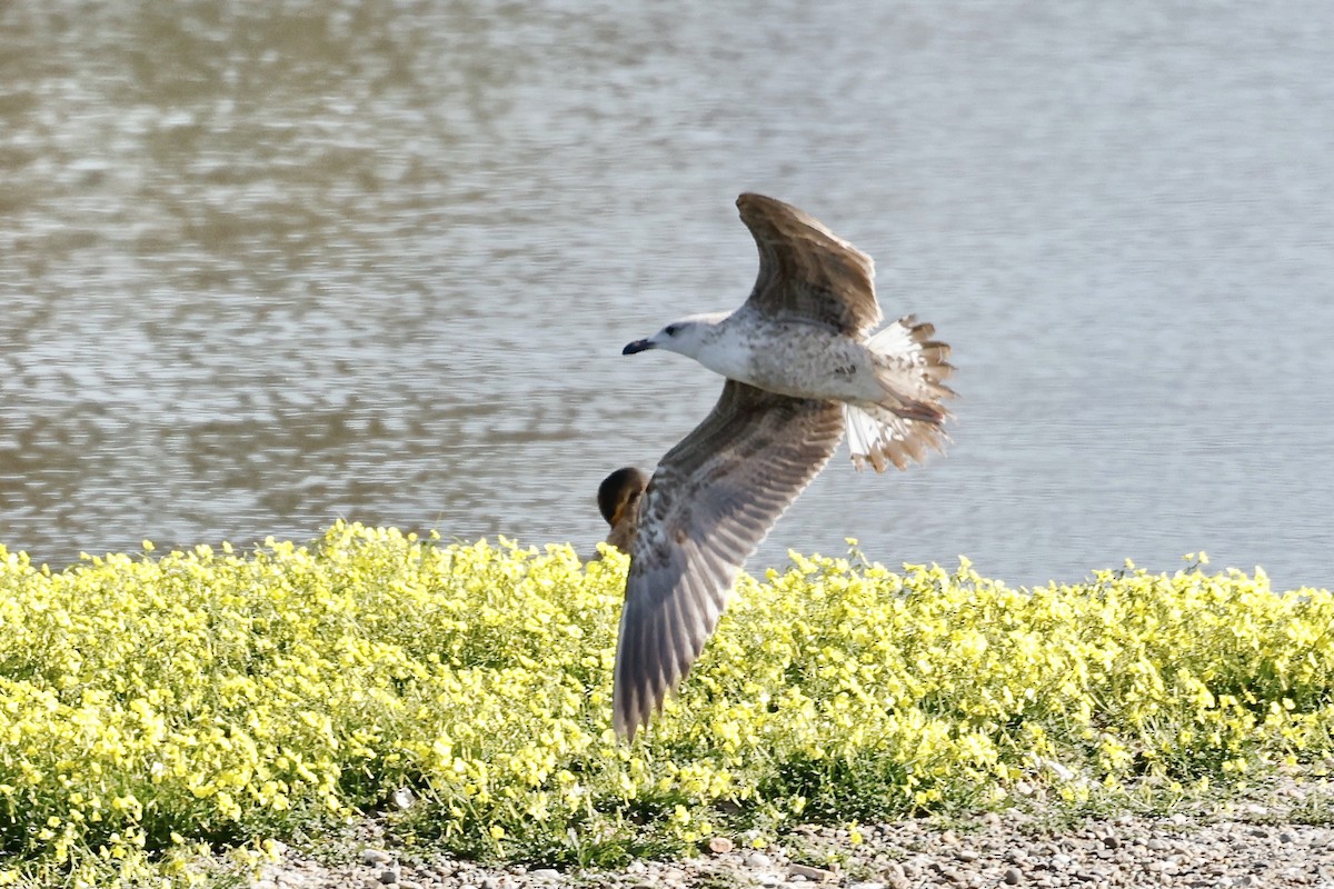 Yellow-legged Gull - ML618764250