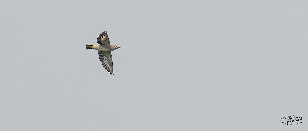 Daurian Starling - Xingyu Li