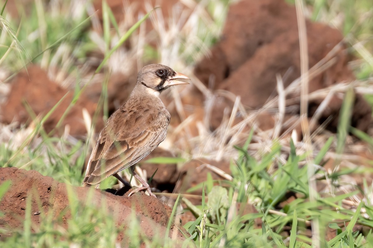 Masked Lark - ML618764268