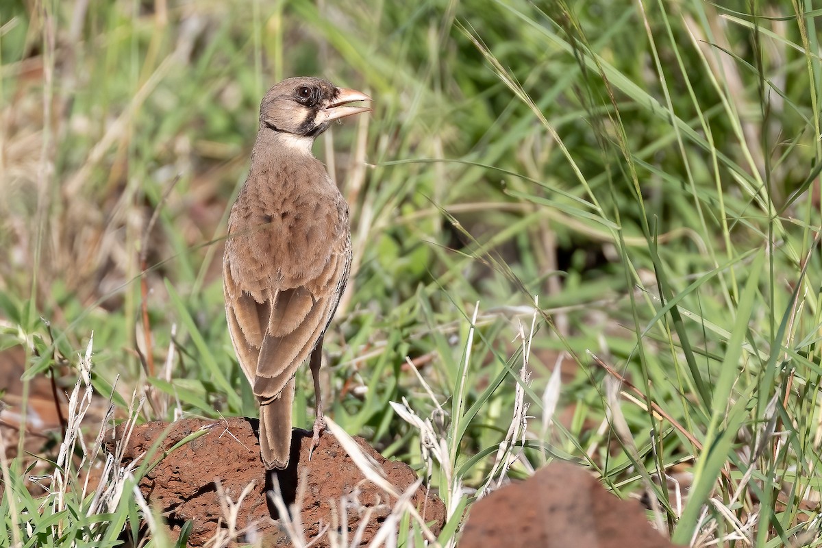 Masked Lark - ML618764269