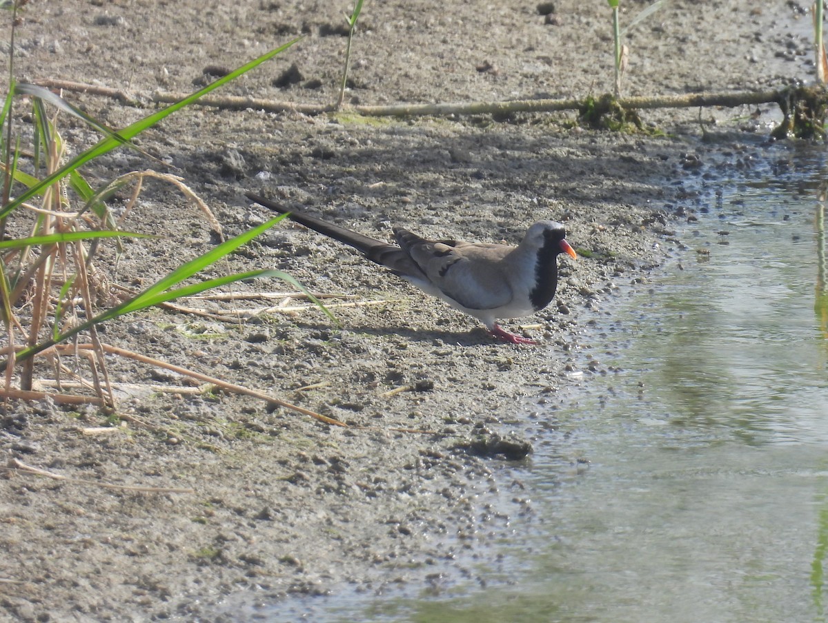 Namaqua Dove - ML618764281