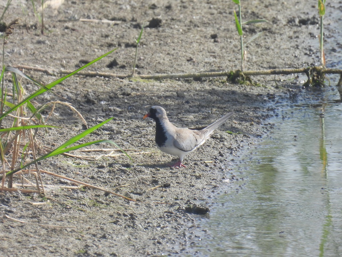 Namaqua Dove - ML618764284