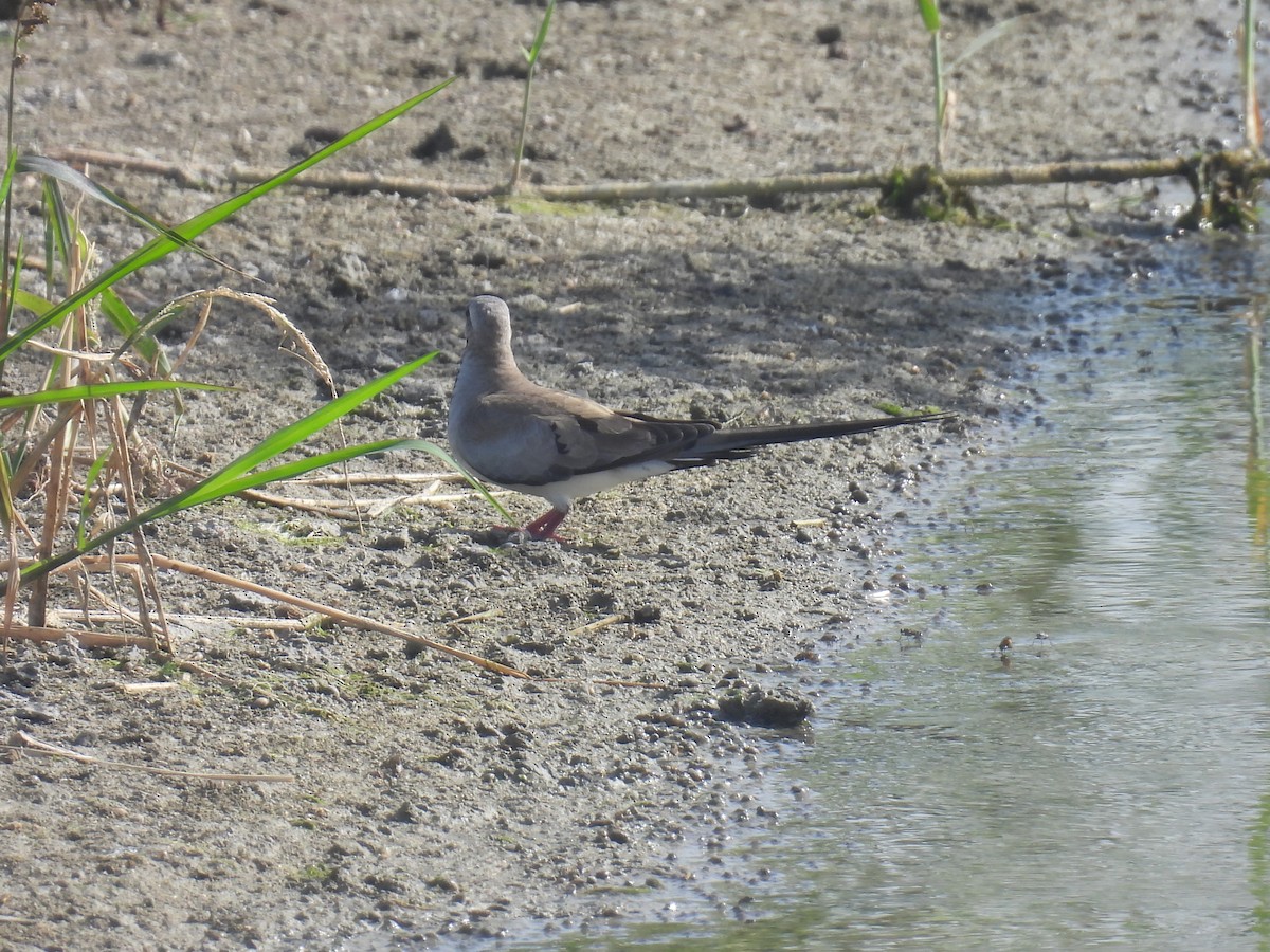 Namaqua Dove - Carmel Ravid