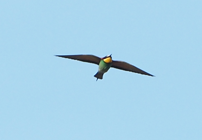 European Bee-eater - ML618764299