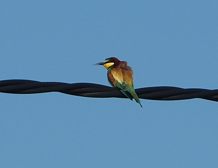 European Bee-eater - ML618764308