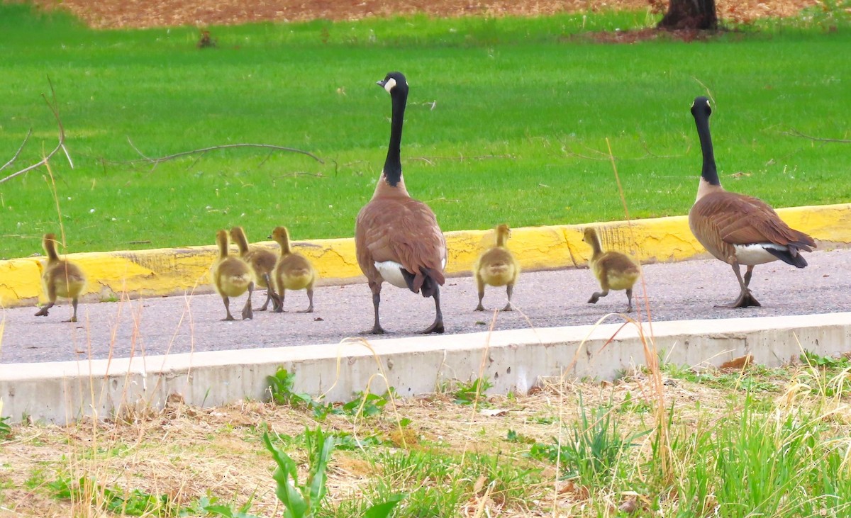 Canada Goose - ML618764325