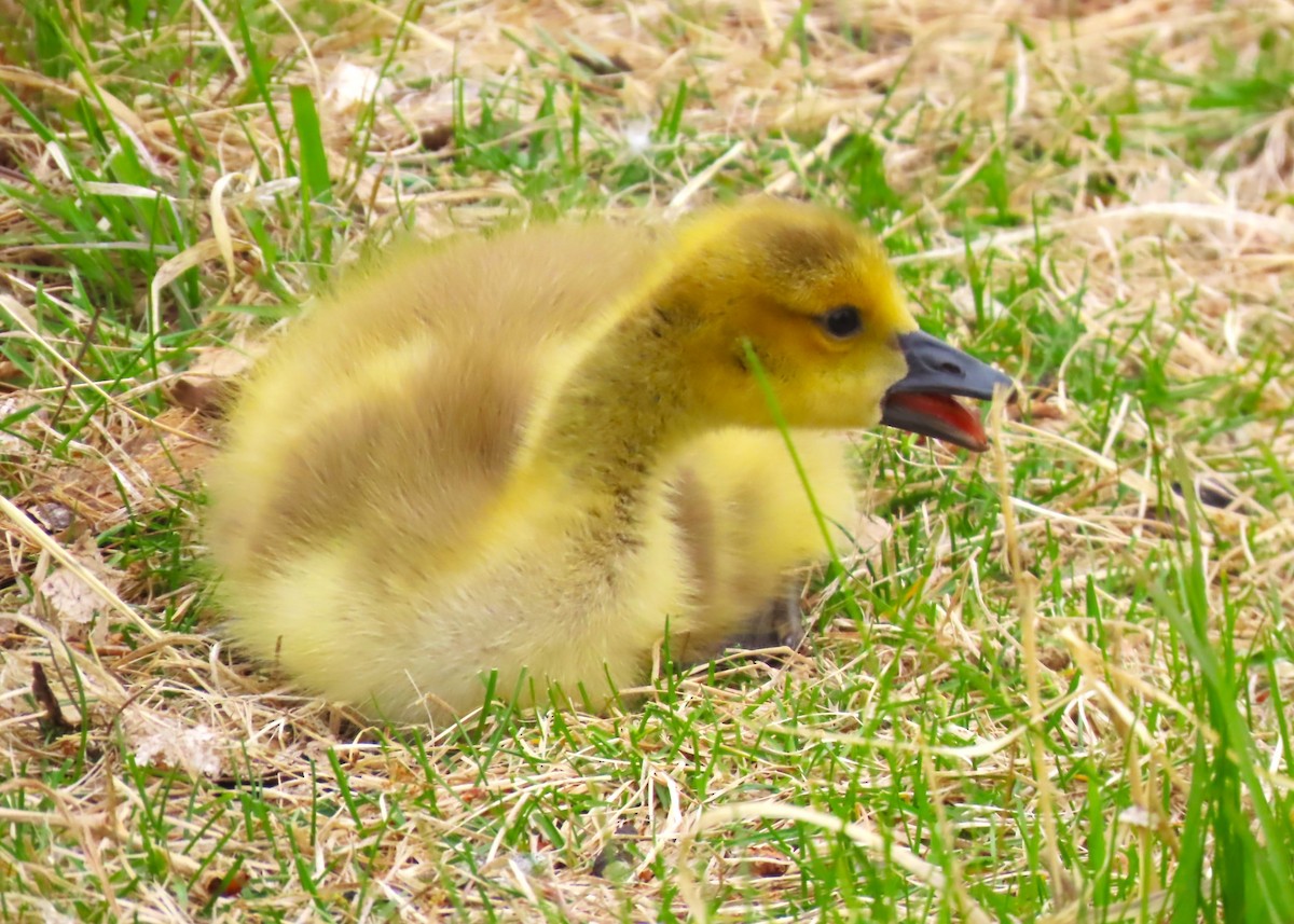 Canada Goose - ML618764326