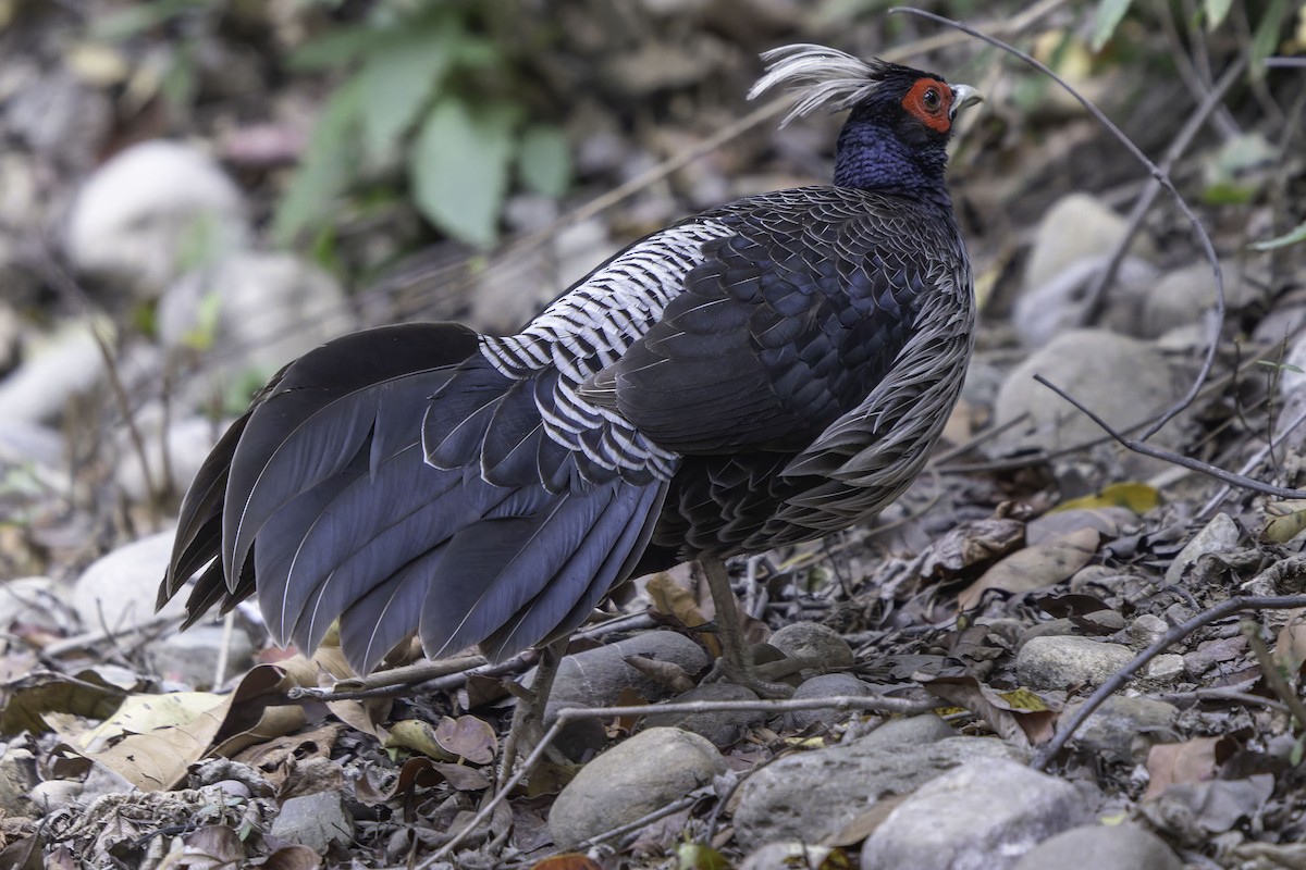 Kalij Pheasant - ML618764333