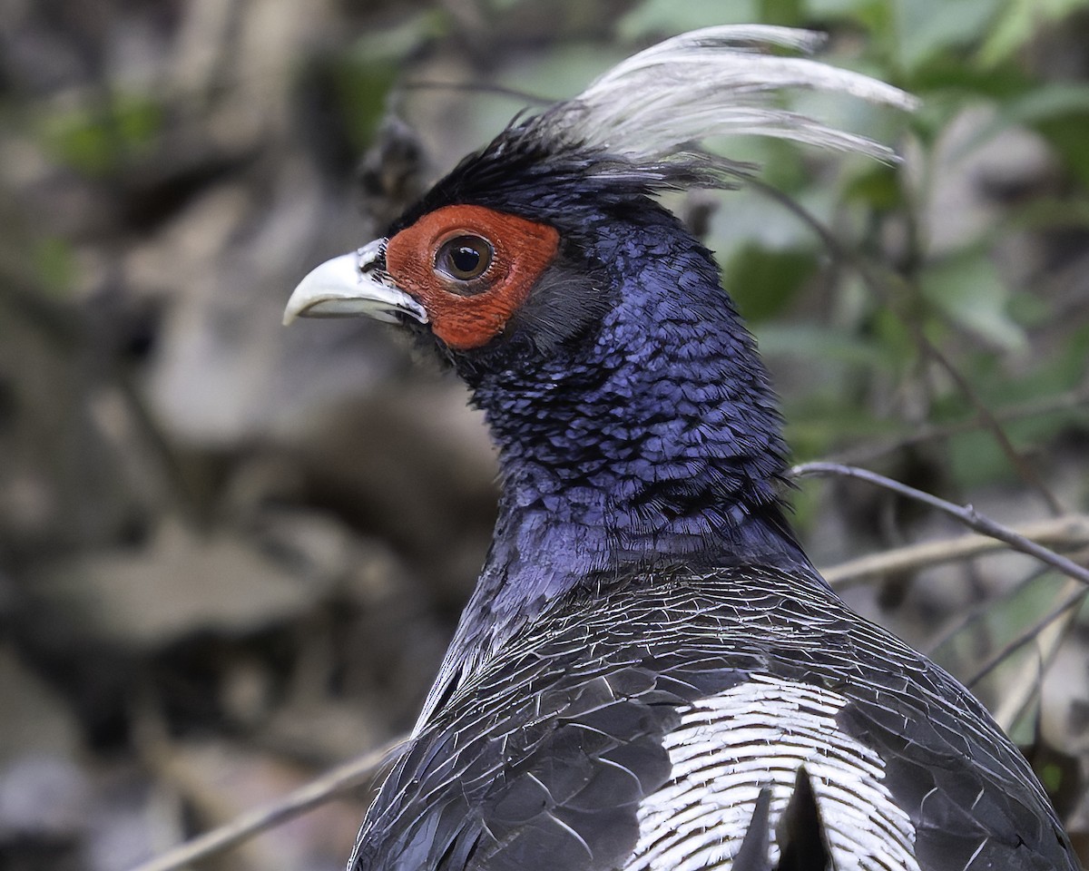 Kalij Pheasant - ML618764334