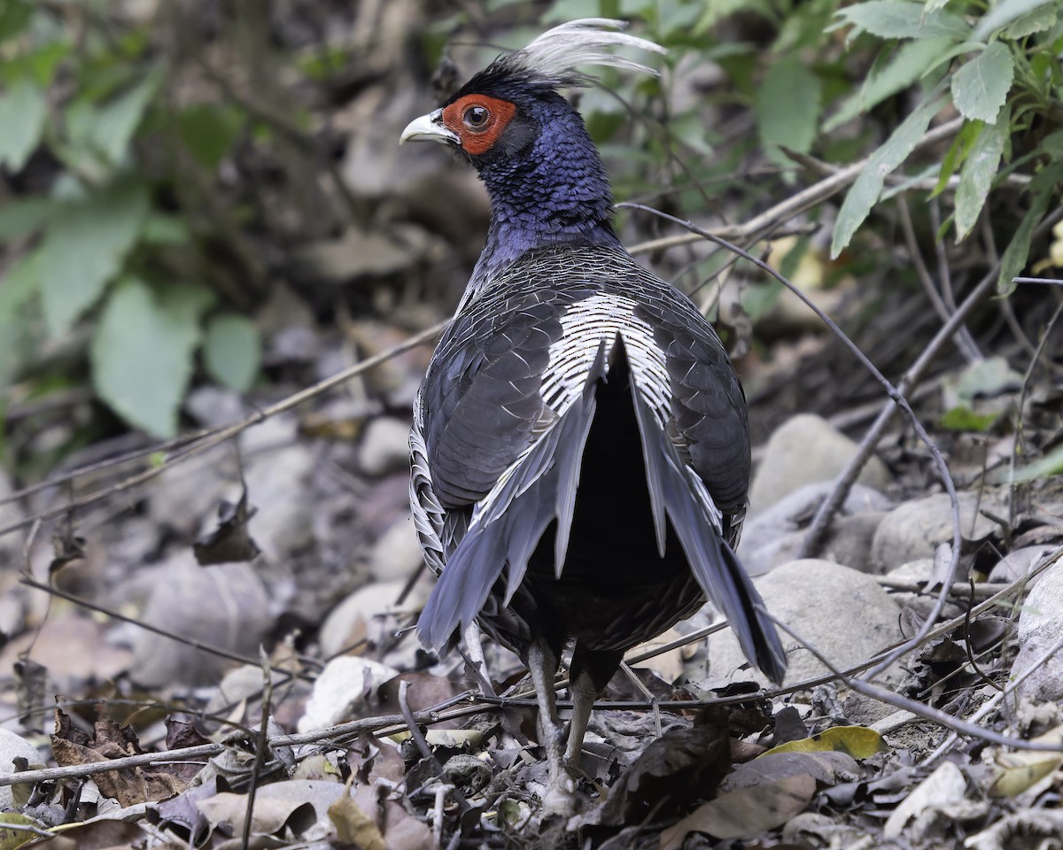 Kalij Pheasant - ML618764335