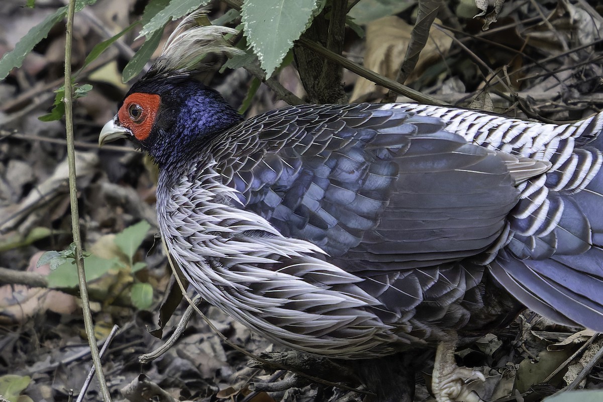 Kalij Pheasant - ML618764337