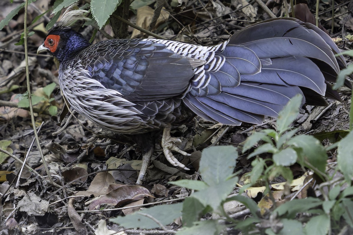 Kalij Pheasant - ML618764338
