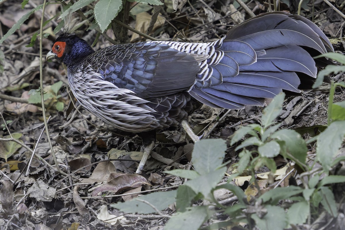 Kalij Pheasant - ML618764339