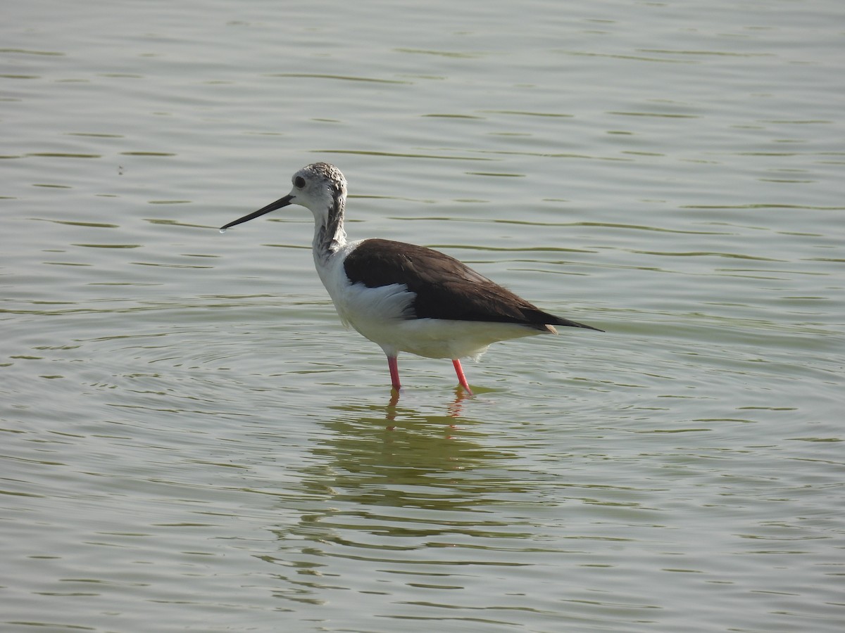 Black-winged Stilt - Carmel Ravid