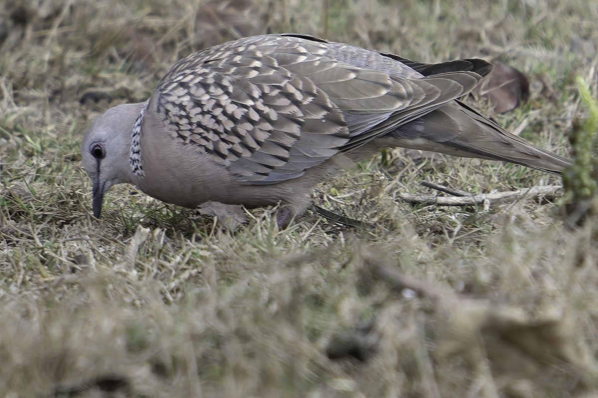 珠頸斑鳩 - ML618764351