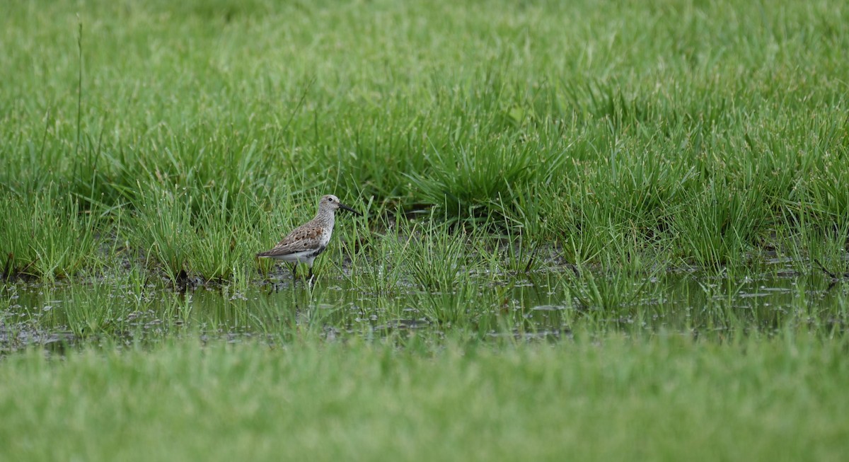 Dunlin - Dan Rauch